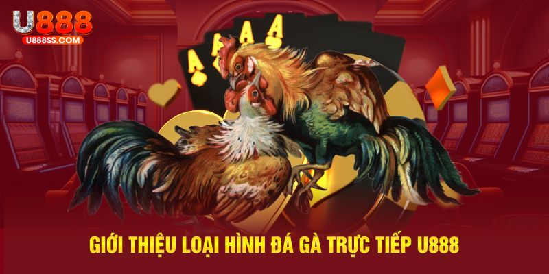 Giới thiệu những thông tin cần nắm về sảnh đá gà U888
