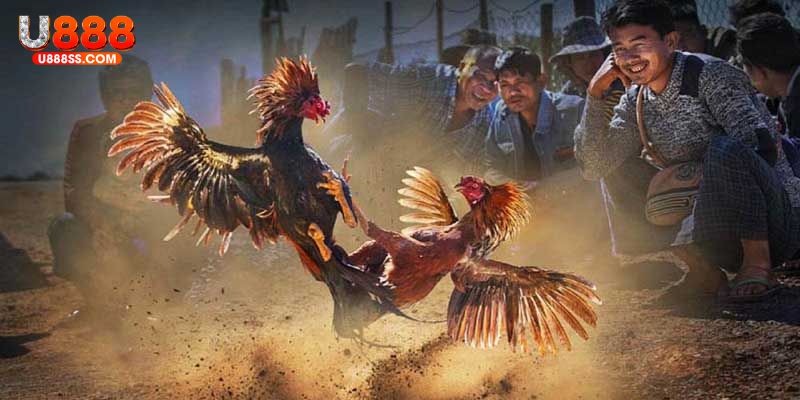 Hướng dẫn từng bước tham gia đặt cược chọi kê U888