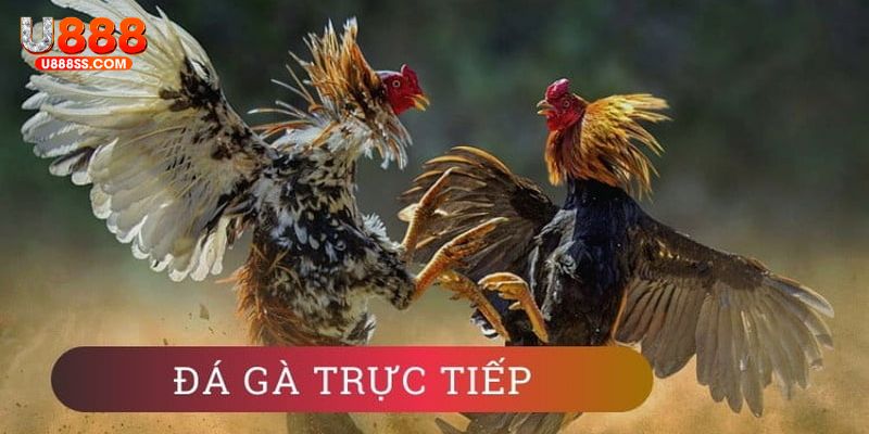 WS168 là sảnh đá gà chất lượng mà bạn nên thử trải nghiệm